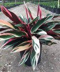 Stromanthe sanguinea 'Triostar', Ctenanthe sanguinea 'Tri-color' - Bird of ParadiseUSA - 3 Gallon