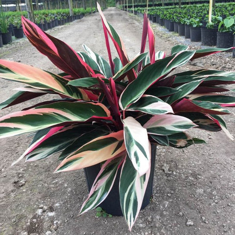Stromanthe sanguinea 'Triostar', Ctenanthe sanguinea 'Tri-color' - Bird of ParadiseUSA - 3 Gallon