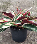 Stromanthe sanguinea 'Triostar', Ctenanthe sanguinea 'Tri-color' - Bird of ParadiseUSA - 3 Gallon