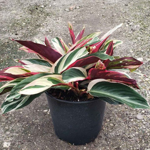 Stromanthe sanguinea 'Triostar', Ctenanthe sanguinea 'Tri-color' - Bird of ParadiseUSA - 3 Gallon