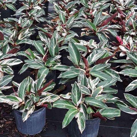 Stromanthe sanguinea 'Triostar', Ctenanthe sanguinea 'Tri-color' - Bird of ParadiseUSA - 3 Gallon