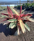 Stromanthe sanguinea 'Triostar', Ctenanthe sanguinea 'Tri-color' - Bird of ParadiseUSA - 3 Gallon