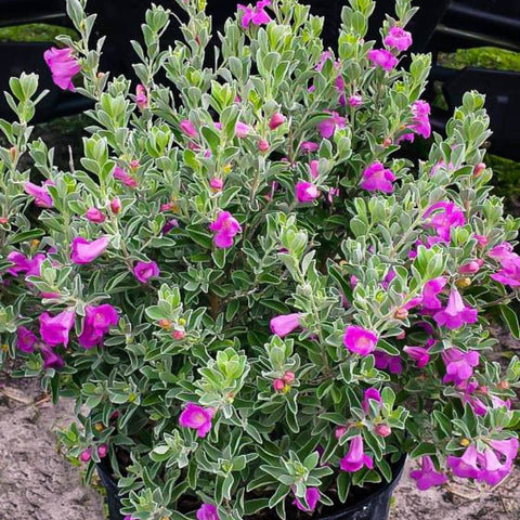 Texas Sage Green (Leucophyllum Frutescens) - PlantologyUSA - Large 30"