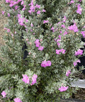 Texas Sage Green (Leucophyllum Frutescens) - PlantologyUSA - Medium 12"