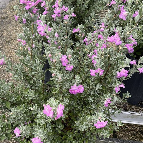 Texas Sage Green (Leucophyllum Frutescens) - PlantologyUSA - Medium 12"
