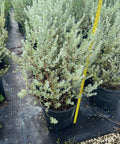 Texas Sage Green (Leucophyllum Frutescens) - PlantologyUSA - Medium 12"