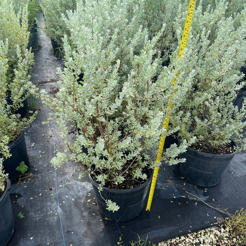 Texas Sage Green (Leucophyllum Frutescens) - PlantologyUSA - Medium 12"