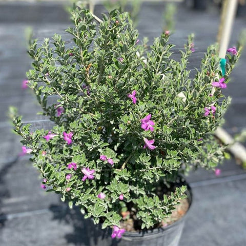 Texas Sage Green (Leucophyllum Frutescens) - PlantologyUSA - Medium 12"