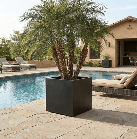 The Architectural Steel Planter - Bird of Paradise USA - 26" Cube