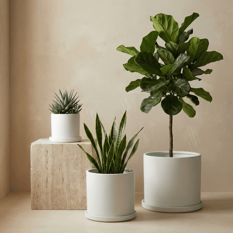 indoor plants minimalist Minimalist Cylinder – Bird of Paradise