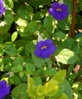 Thunbergia Erecta - Bird of ParadiseUSA - 3 Gallon