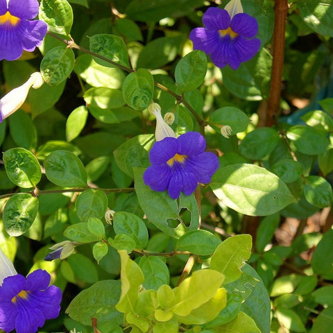 Thunbergia Erecta - Bird of ParadiseUSA - 3 Gallon