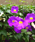 Thunbergia Erecta - Bird of ParadiseUSA - 3 Gallon
