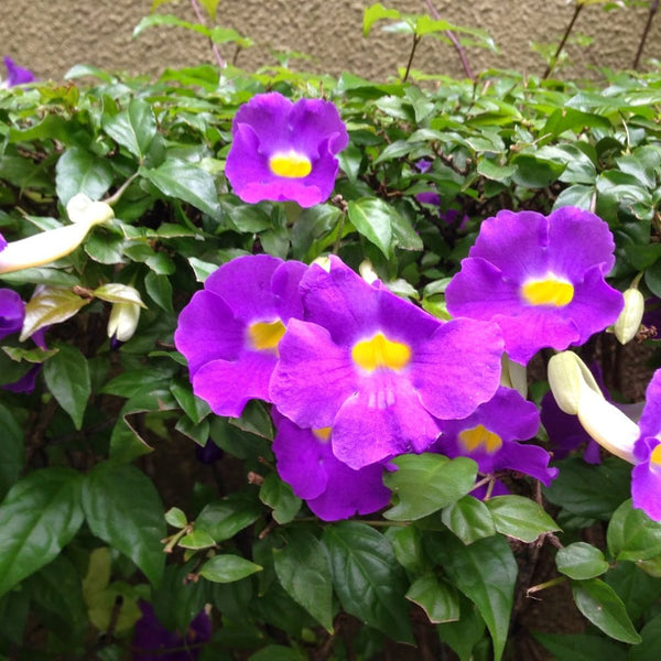 Thunbergia Erecta