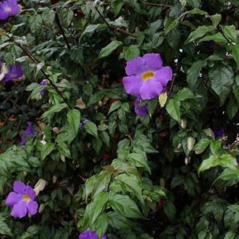 Thunbergia Erecta - Bird of ParadiseUSA - 3 Gallon
