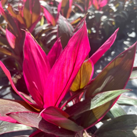 Ti Plant (Cordyline 'Florica') - Bird of ParadiseUSA - Medium 18-20"