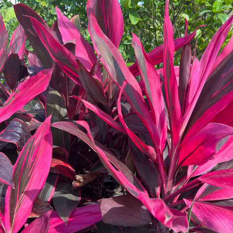 Ti Plant (Cordyline 'Florica') - Bird of ParadiseUSA - Medium 18-20"
