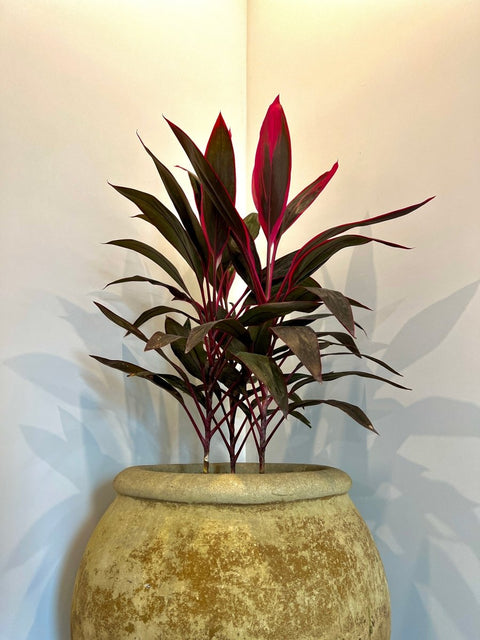 Ti Plant (Cordyline 'Florica') - Bird of ParadiseUSA - Medium 18-20"