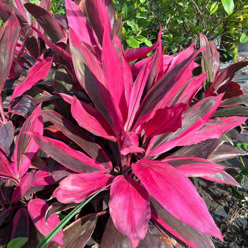 Ti Plant (Cordyline 'Florica')