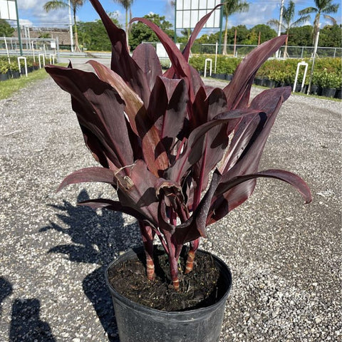 Ti Plant (Cordyline fruticosa 'Auntie Lou') - Bird of ParadiseUSA - 3 Gallon