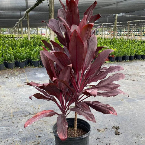 Ti Plant (Cordyline fruticosa 'Auntie Lou') - Bird of ParadiseUSA - 3 Gallon