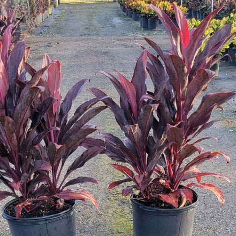 Ti Plant (Cordyline fruticosa 'Auntie Lou') - Bird of ParadiseUSA - 7 Gallon