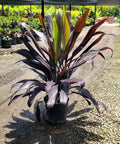 Ti Plant (Cordyline fruticosa 'Black Magic') - Bird of ParadiseUSA - Large 40-42"