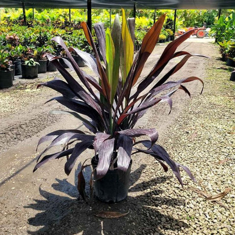 Ti Plant (Cordyline fruticosa 'Black Magic') - Bird of ParadiseUSA - Large 40-42"