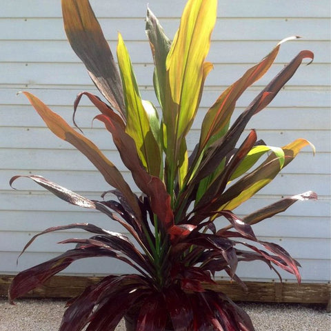 Ti Plant (Cordyline fruticosa 'Black Magic') - Bird of ParadiseUSA - Medium 18-20"