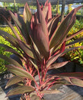 Ti Plant (Cordyline fruticosa 'Red Sister') - Bird of ParadiseUSA - 3 Gallon