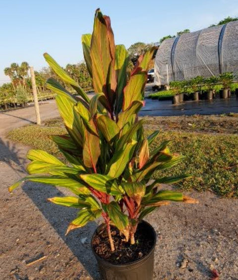 Ti Plant (Cordyline Harlequin) - Bird of Paradise USA - Medium 18-36"
