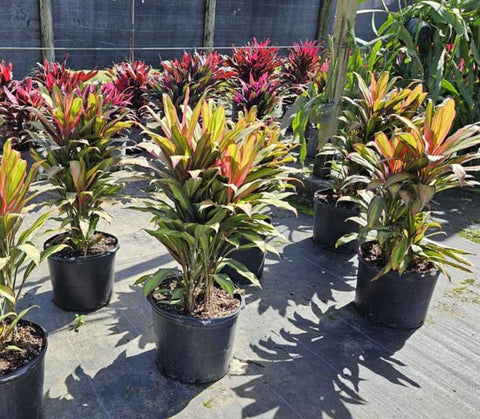 Ti Plant (Cordyline Harlequin) - Bird of Paradise USA - Medium 18-36"