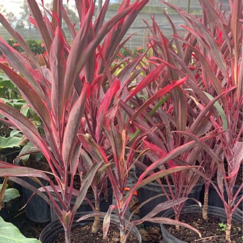 Ti Plant Red Sensation (Cordyline Fruticosa 'Hot Pepper') - Bird of ParadiseUSA - 3 Gallon