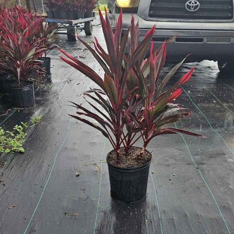 Ti Plant Red Sensation (Cordyline Fruticosa 'Hot Pepper') - Bird of ParadiseUSA - 3 Gallon