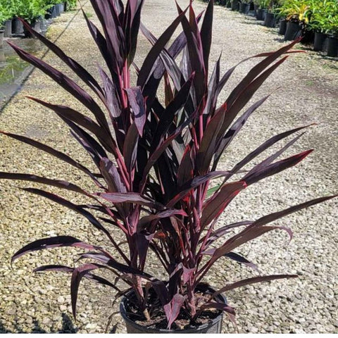 Ti Plant Red Sensation (Cordyline Fruticosa 'Hot Pepper') - Bird of ParadiseUSA - 3 Gallon