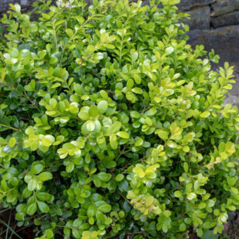 Tibouchina Dwarf (Tibouchina spp) - Bird of ParadiseUSA - Medium 18"