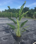 Travelers Palm (Ravenala madagascariensis) - Bird of Paradise USA - 3 Gallon