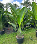 Travelers Palm (Ravenala madagascariensis) - Bird of Paradise USA - 4 - 5 Feet