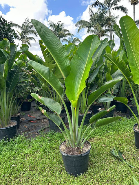 Travelers Palm (Ravenala madagascariensis) - Bird of Paradise USA - 4 - 5 Feet