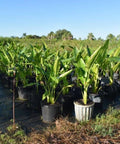 Travelers Palm (Ravenala madagascariensis) - Bird of Paradise USA - 5 - 6 Feet