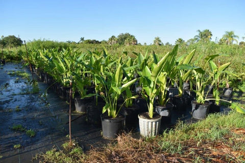 Travelers Palm (Ravenala madagascariensis) - Bird of Paradise USA - 5 - 6 Feet