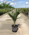 Triangle Palm (Dypsis Decaryi) - Bird of Paradise USA - 3 Gallon