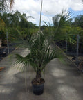 Triangle Palm (Dypsis Decaryi) - Bird of Paradise USA - 5 Gallon