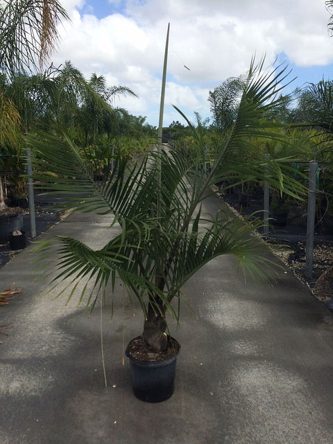 Triangle Palm (Dypsis Decaryi) - Bird of Paradise USA - 5 Gallon