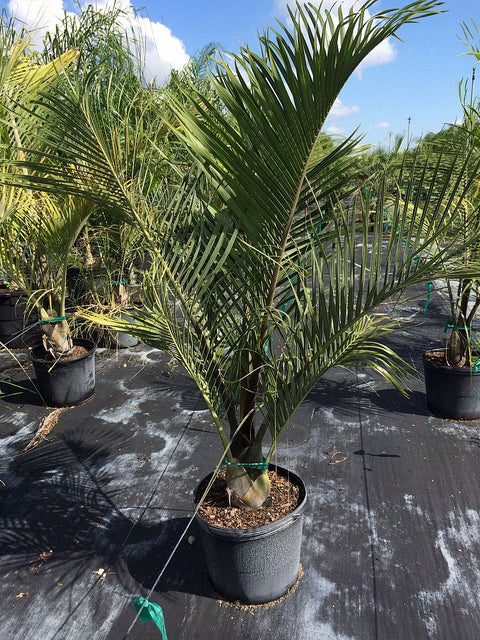 Triangle Palm (Dypsis Decaryi) - Bird of Paradise USA - 7 Gallon