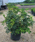 Umbrella Tree (Schefflera Arboricola 'Green') - Bird of ParadiseUSA - Large