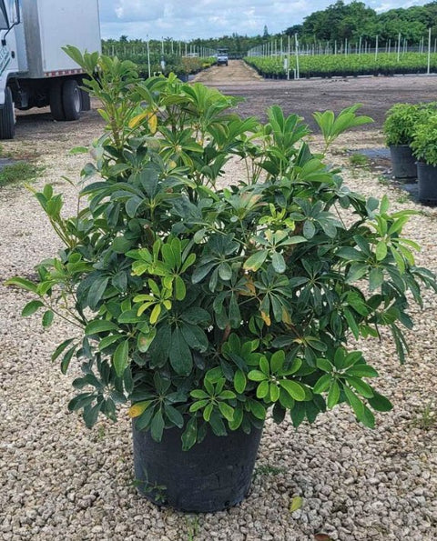 Umbrella Tree (Schefflera Arboricola 'Green') - Bird of ParadiseUSA - Large