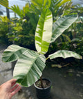 Variegated Banana Plant - Bird of Paradise USA - 3 Gallon