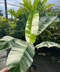 Variegated Banana Plant - Bird of Paradise USA - 7 Gallon