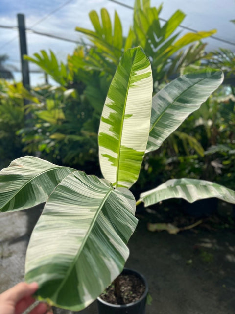 Variegated Banana Plant - Bird of Paradise USA - 7 Gallon
